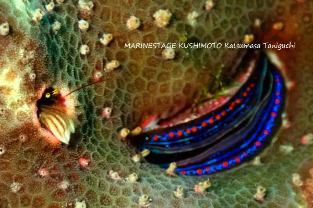 【紀伊半島/串本】 怪しく光るネオンのようなこの貝、なんか惹かれるものがあります！ | ＬＩＦＥ　－　マリンステージ串本店　ダイビング日記