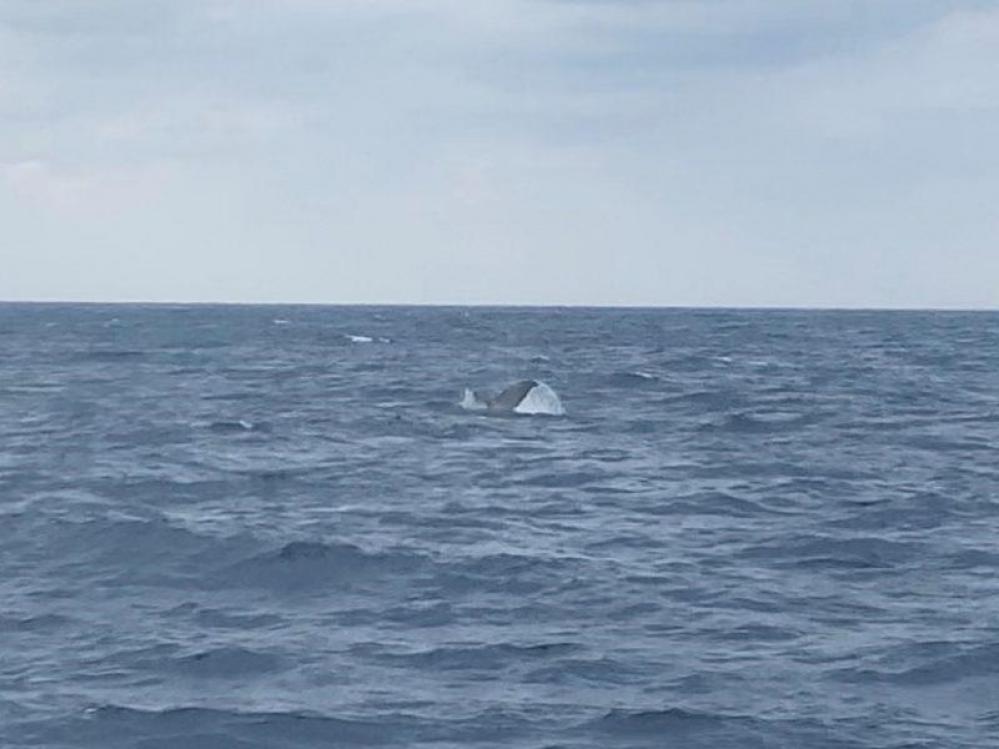 【薩南諸島/奄美大島　北部】 やっとの思いで出会えたクジラ！！