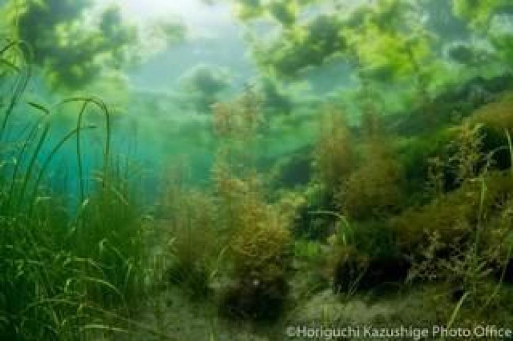 【九州/桜島】 海藻が創り出す世界へ。