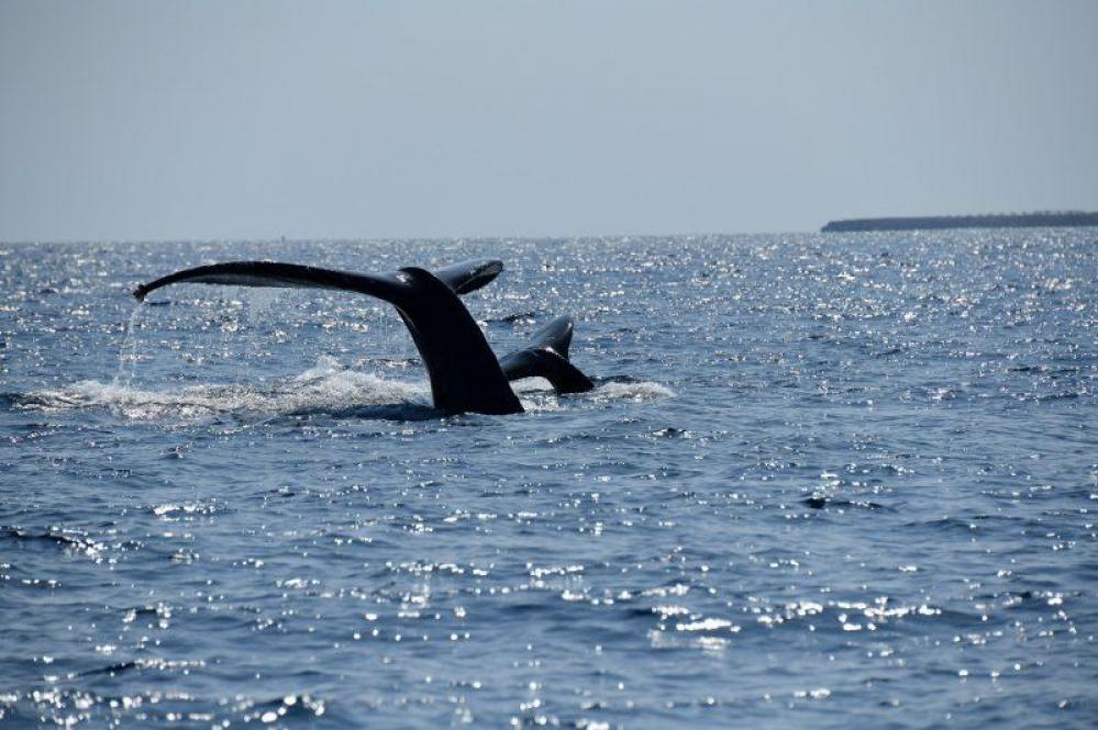 【薩南諸島/奄美大島　北部】 様々なクジラの行動が見れた１日でした♪