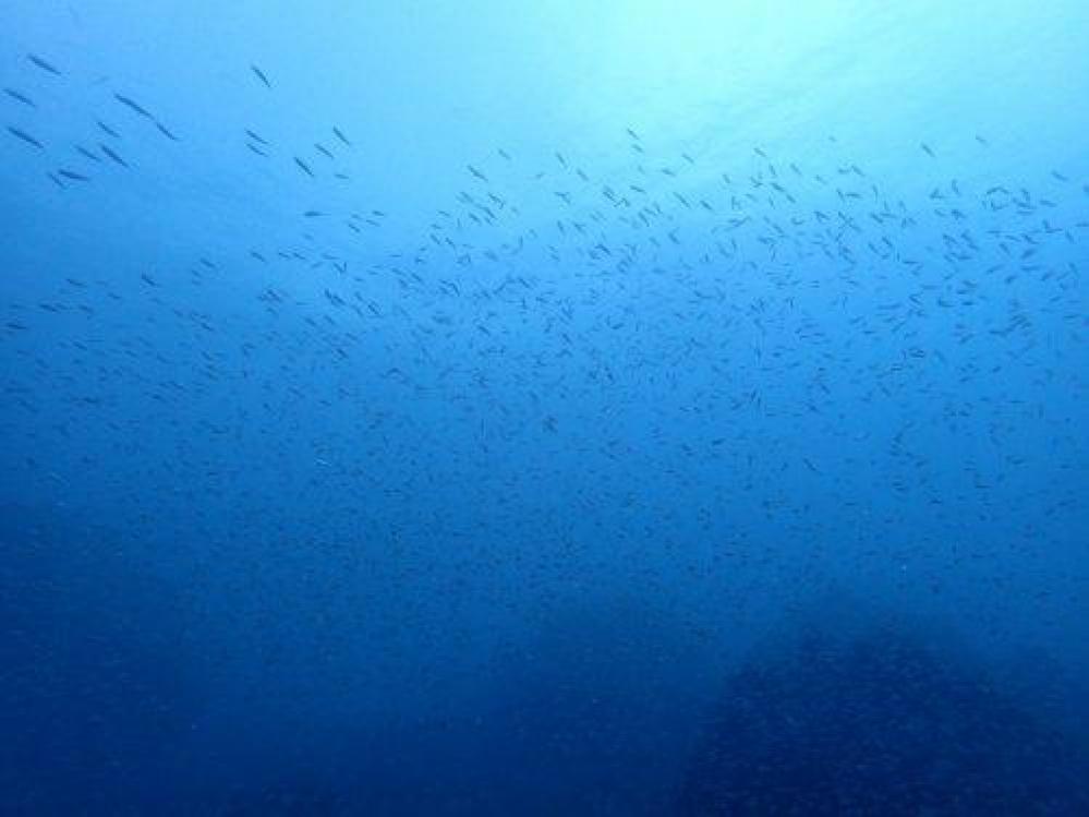 【伊豆半島/黄金崎・安良里】 暖かく青い海の黄金崎には可愛い幼魚たちがたくさんいますよ～♪