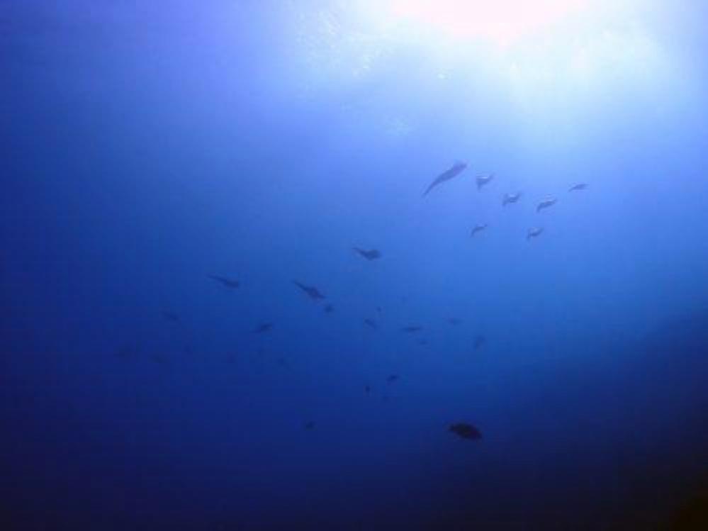 【伊豆半島/黄金崎・安良里】 午後からは潜水注意状態。荒れる前にひと潜りしてきました。