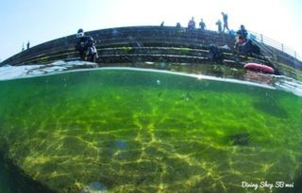 【九州/桜島】 海藻の世界まだまだ続く！