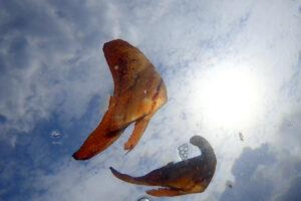 【紀伊半島/日高】 ナンヨウツバメウオの幼魚